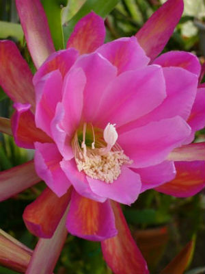 Epiphyllum Orchid Cactus Seed Germination & Growing Guide